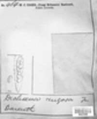 Ascodichaena rugosa image